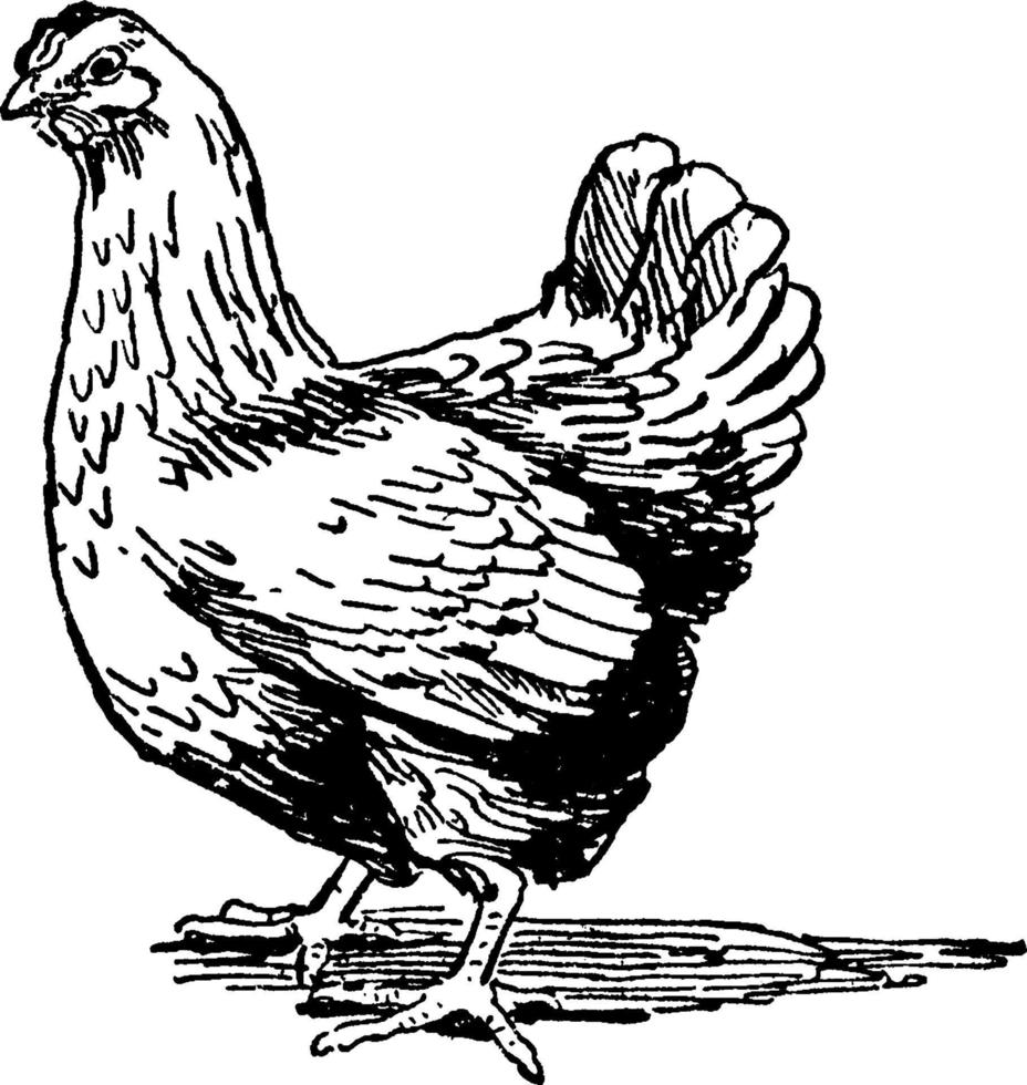 Hen, vintage illustration. vector