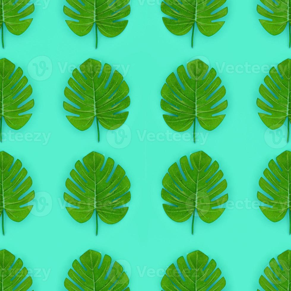 Tropical palm monstera leaves lies on a pastel colored paper. Nature summer concept pattern. Flat lay composition. Top view photo