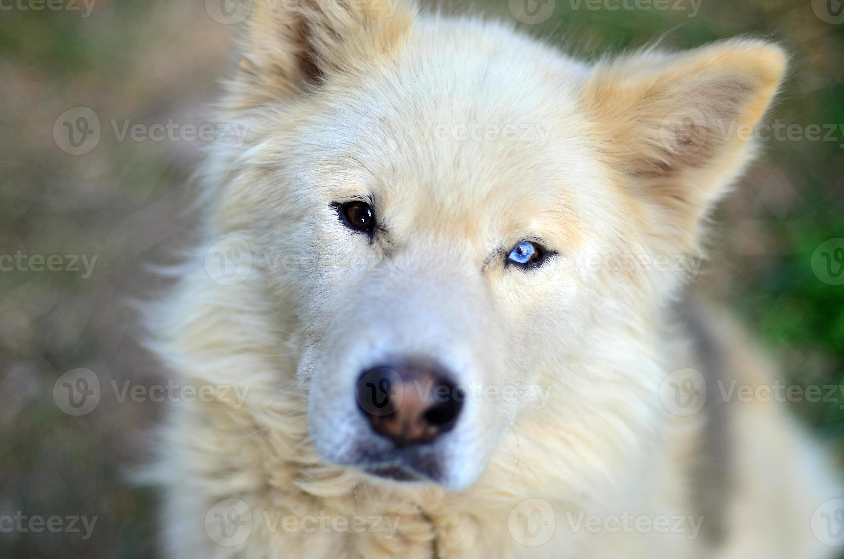 samoyed husky mix