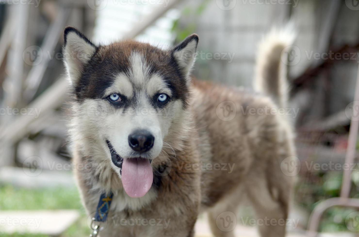 Arctic Malamute with blue eyes muzzle portrait close up. This is a fairly large dog native type photo