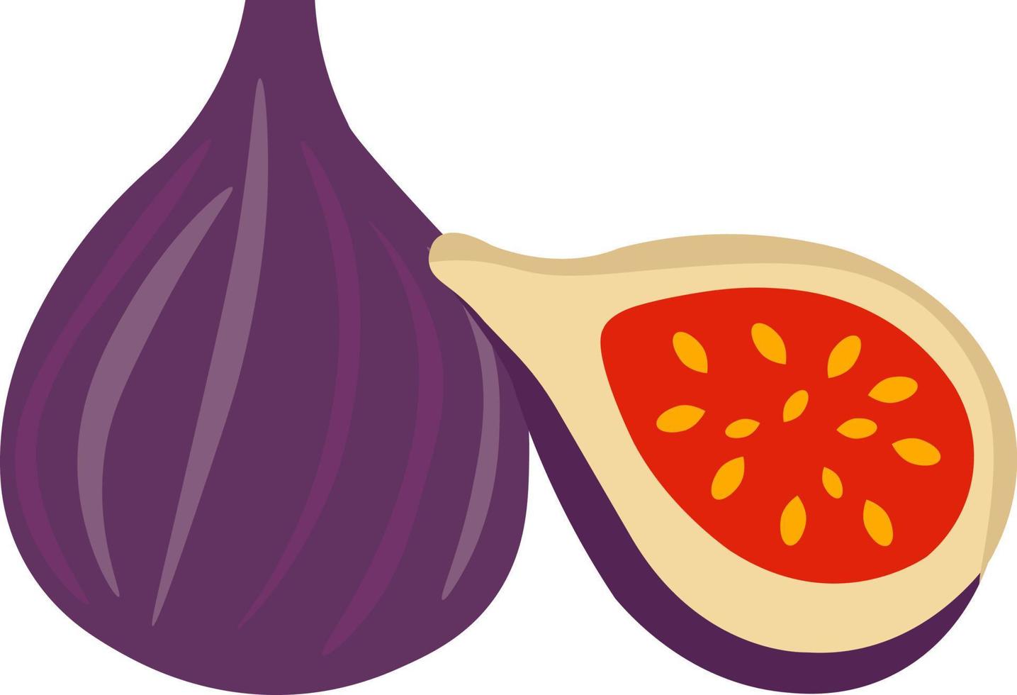 Fig in half, illustration, vector on white background.