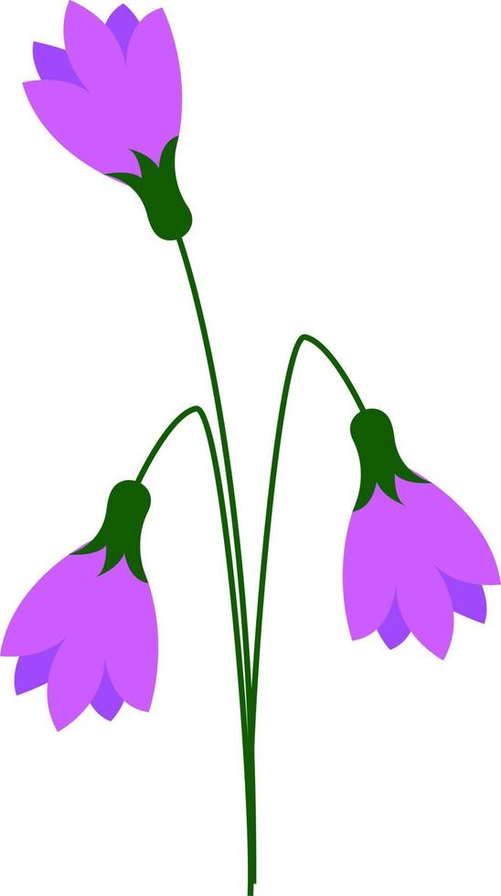 Campanilla de las nieves púrpura, ilustración, vector sobre fondo blanco