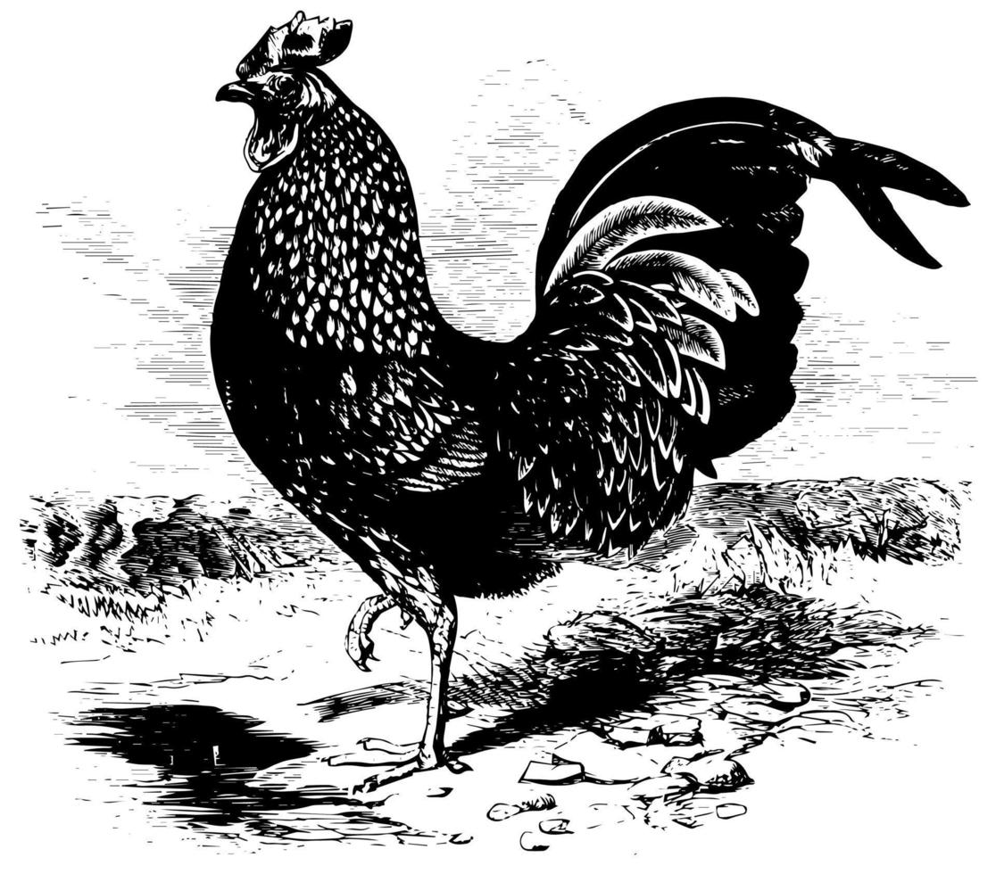 Kulm Rooster, vintage illustration. vector