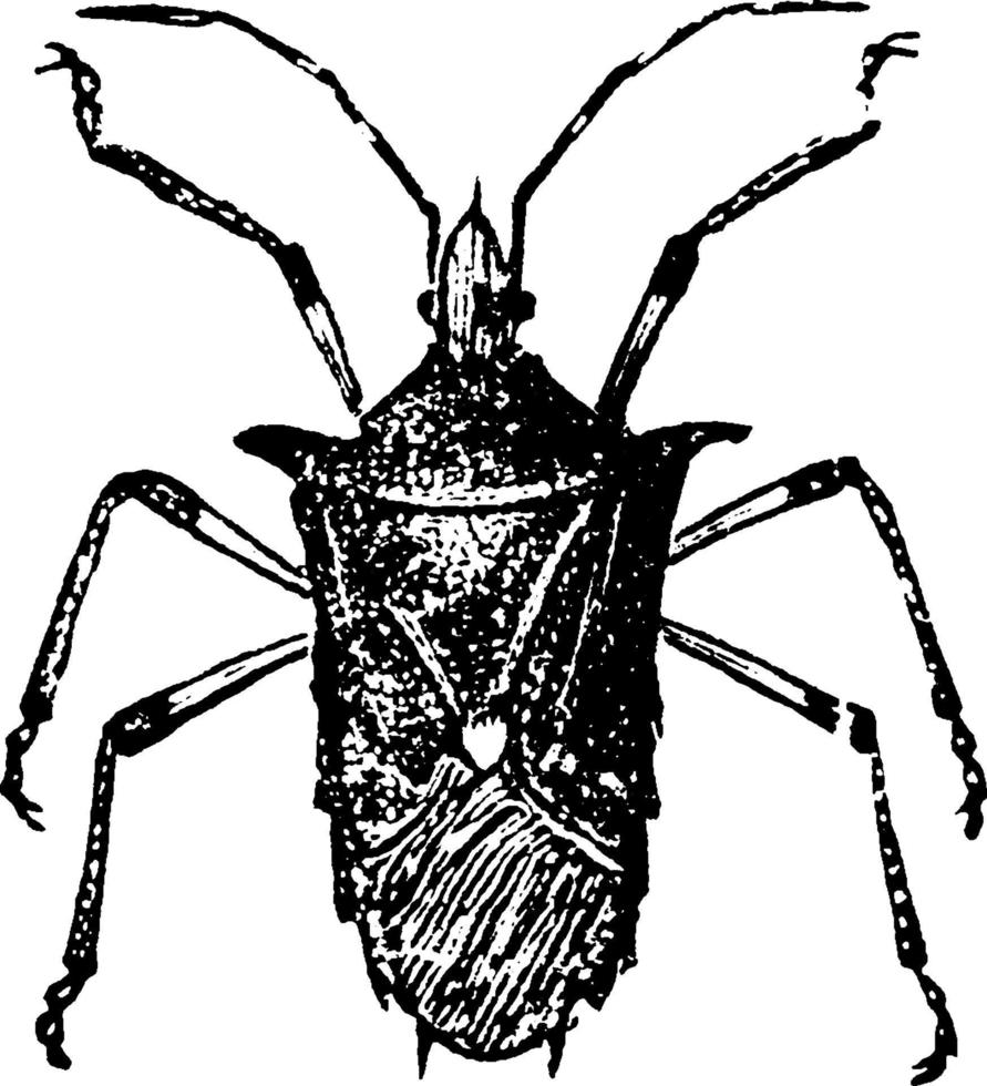 Beetle, vintage illustration. vector