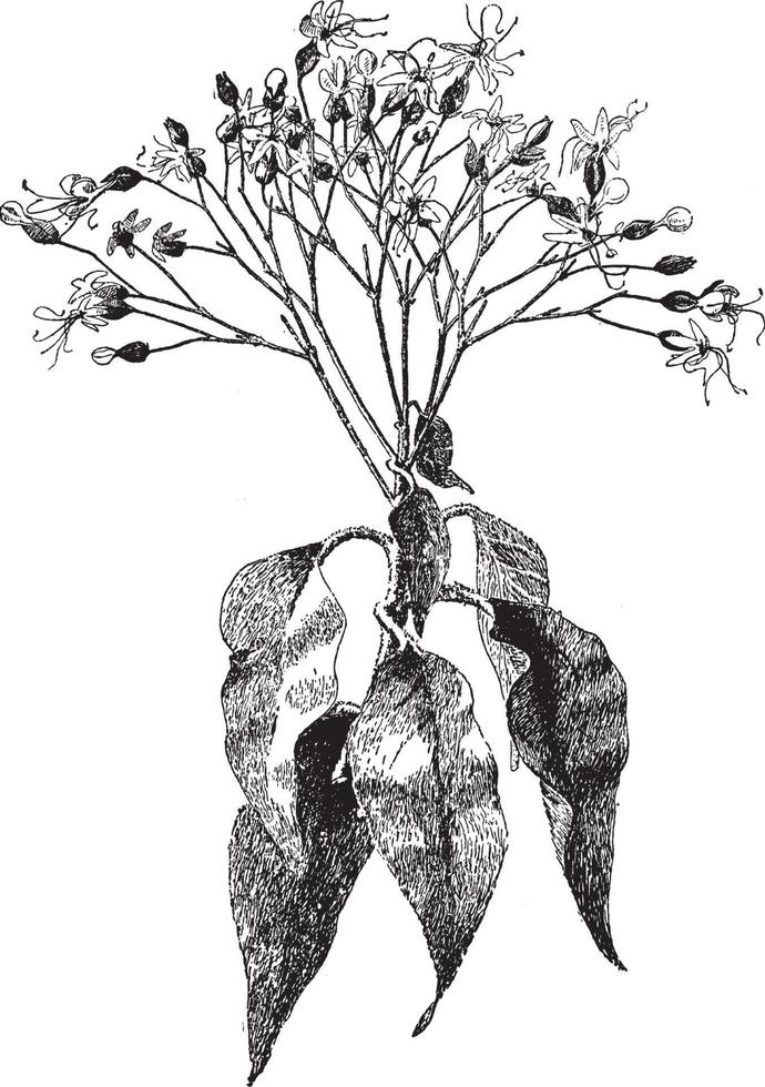 Clerodendron Trichotomum vintage illustration. vector