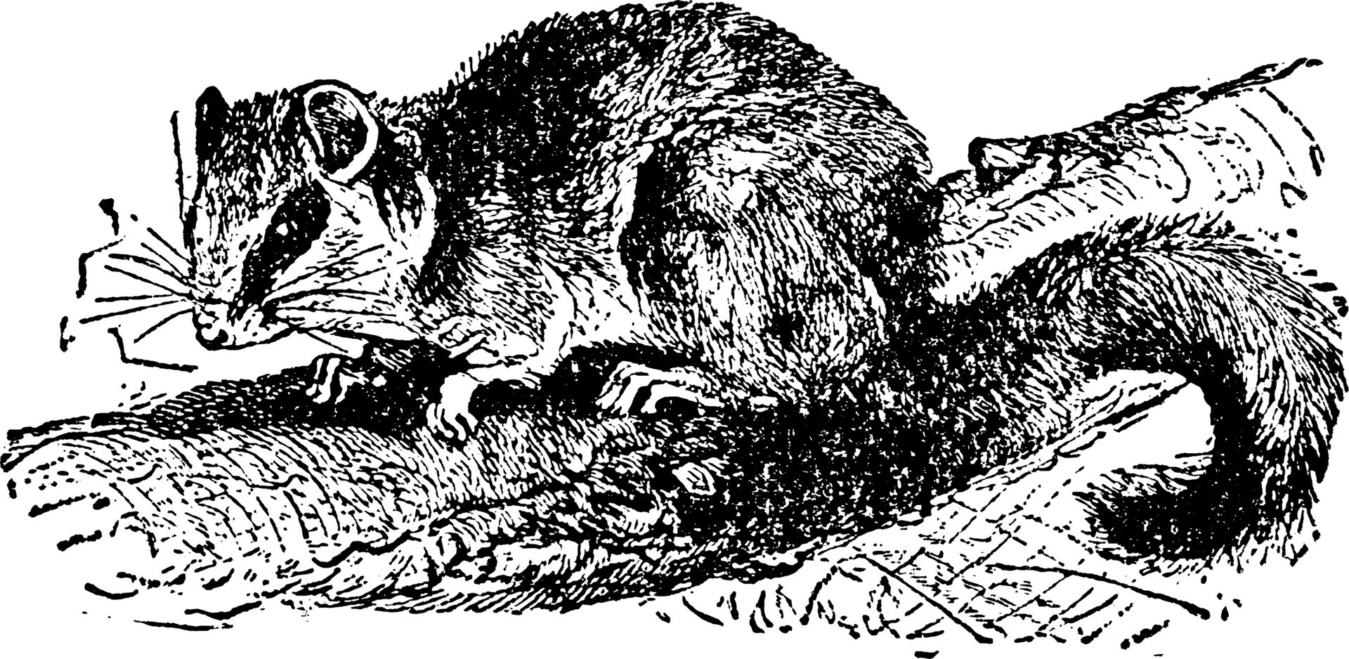 Dormouse, vintage illustration. 13606676 Vector Art at Vecteezy