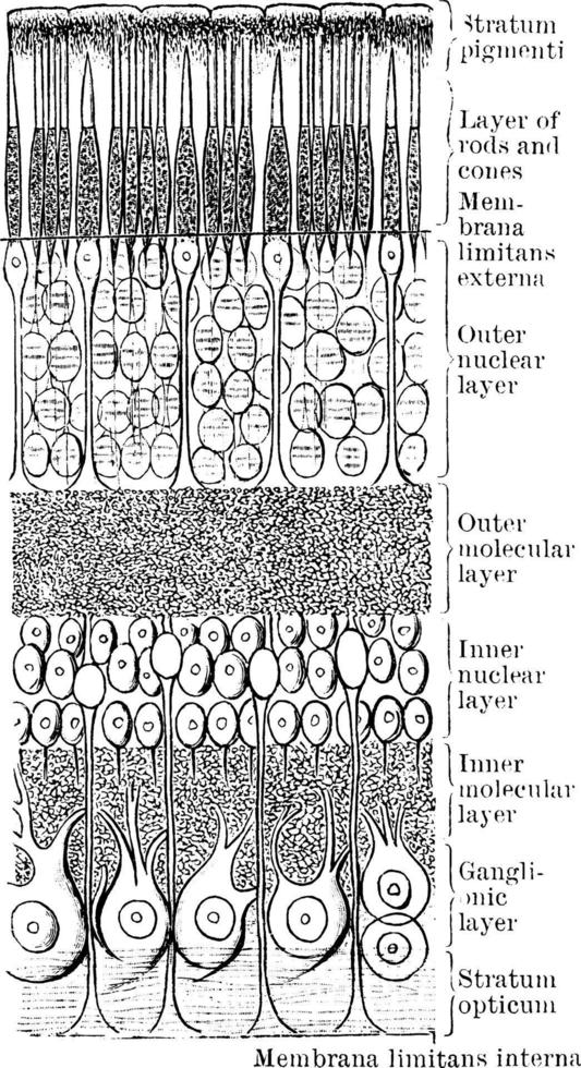 Section of Retina, vintage illustration. vector