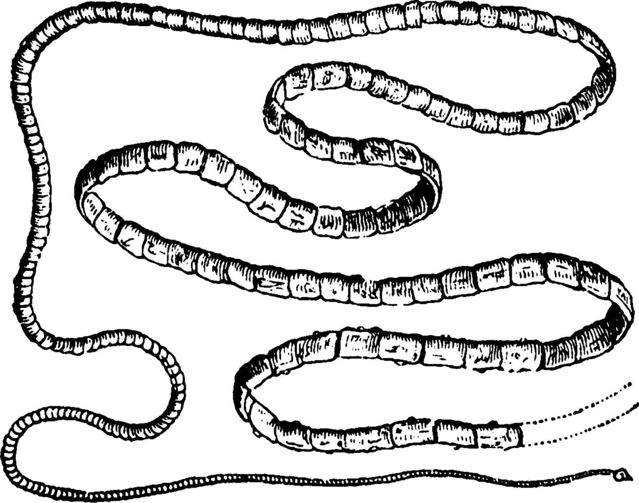 Tapeworm, vintage illustration. vector