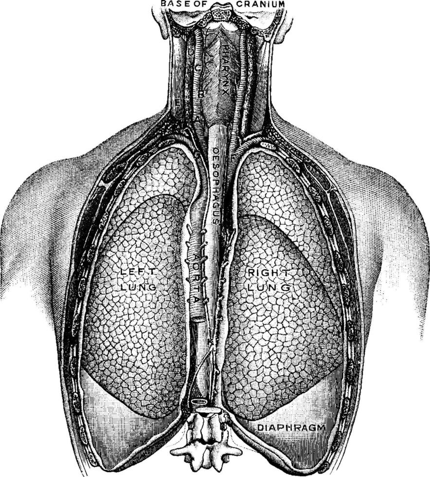 Lungs, vintage illustration. vector