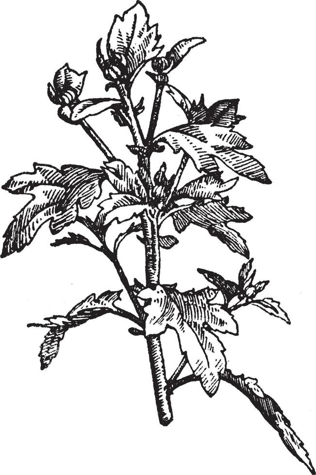 Chrysanthemum Terminal Bud vintage illustration. vector