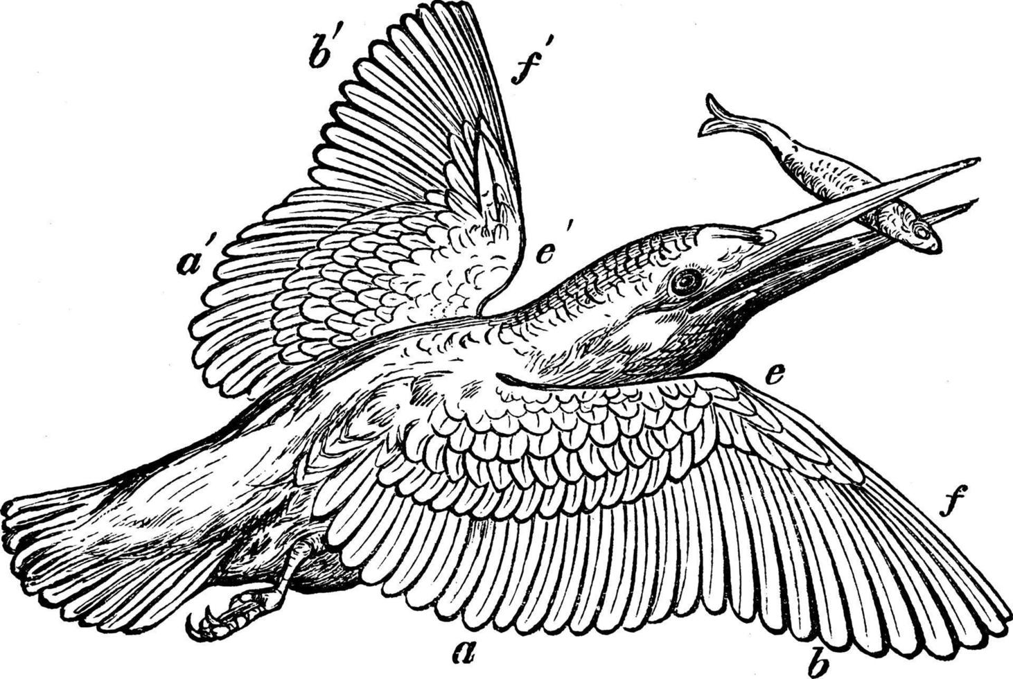 Kingfisher, vintage illustration. vector