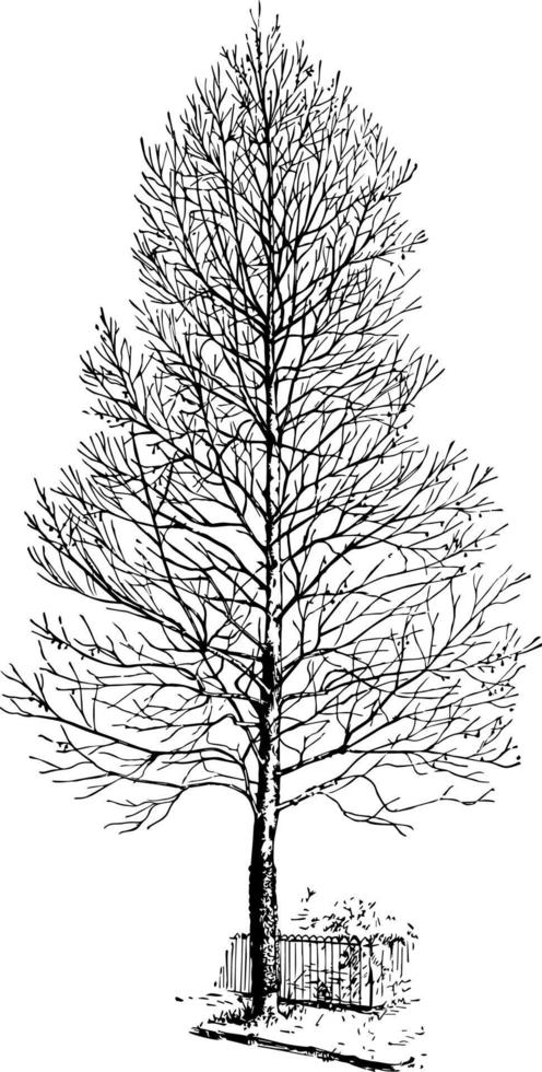 Sycamore three years after very close pruning vintage illustration. vector