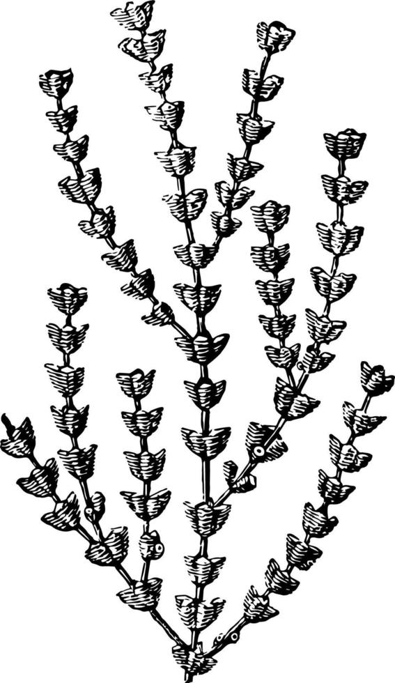 Magnified Portion of Gorgonia Verticellata vintage illustration. vector