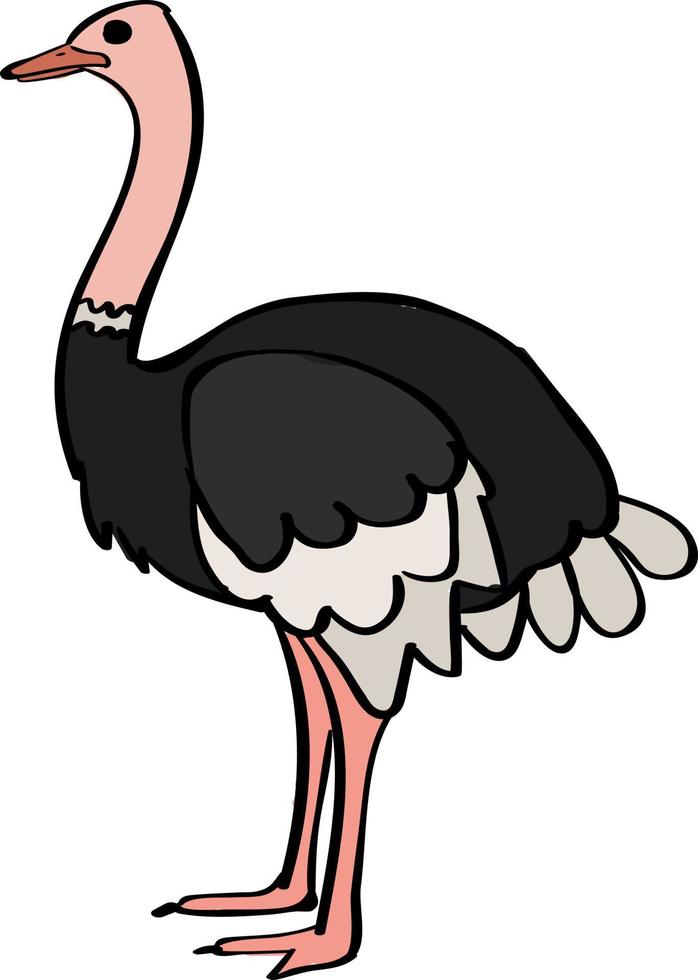 Ostrich, illustration, vector on white background.