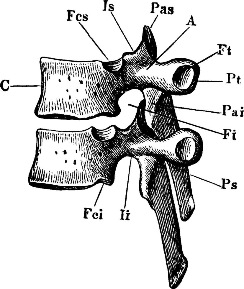 Thoracic Vertebrae, vintage illustration. vector