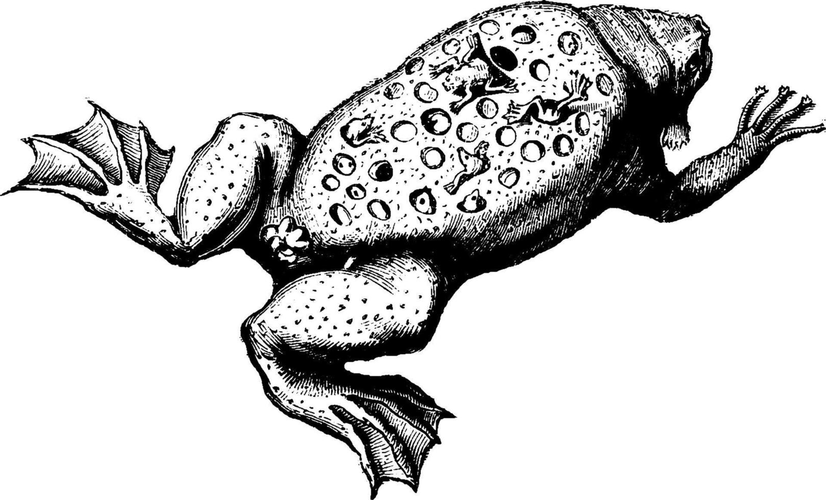 Surinam toad, vintage illustration. vector