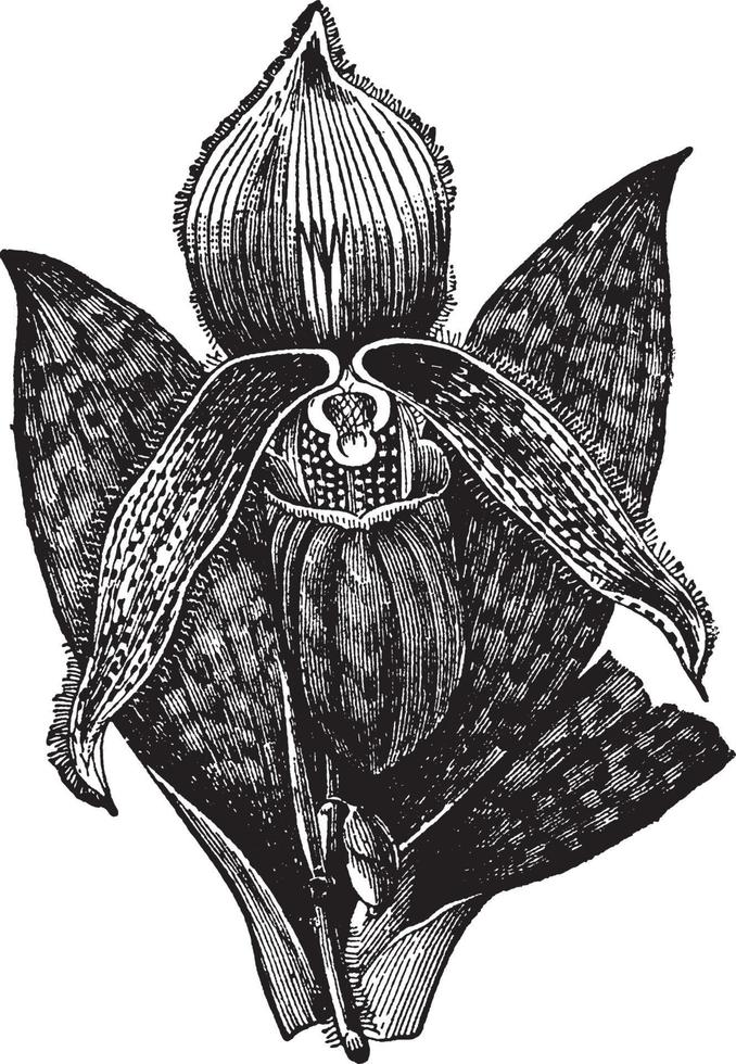 Lady's Slipper vintage illustration. vector