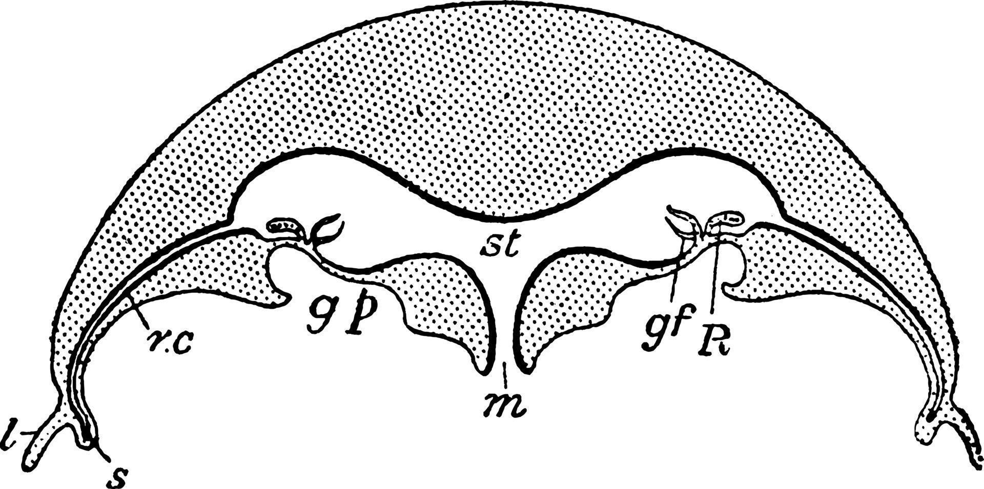Vertical section of Aurelia Aurelia, vintage illustration. 13607421