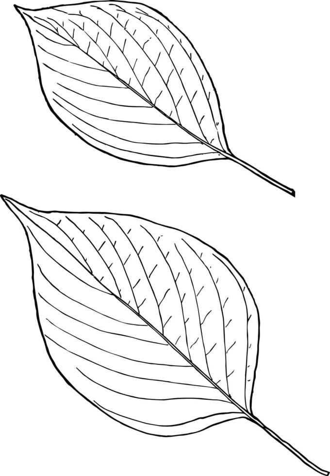Dogwood Leaves vintage illustration. vector