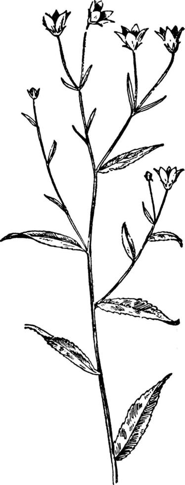 Marsh Bellflower vintage illustration. vector