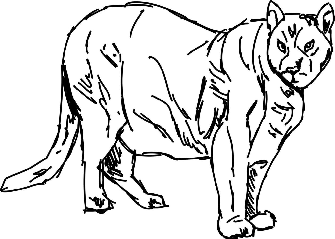 Dibujo de puma, ilustración, vector sobre fondo blanco.