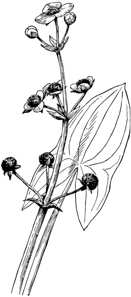 sagittaria latifolia ilustración vintage. vector