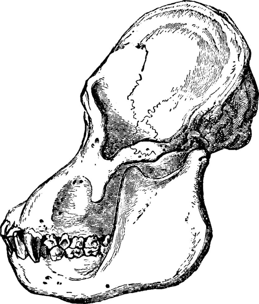 Orangutang Skull, vintage illustration. vector