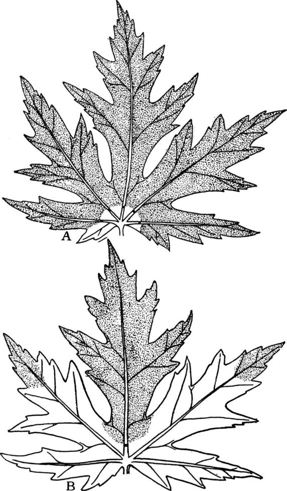 Cut Leaf Veins vintage illustration. vector