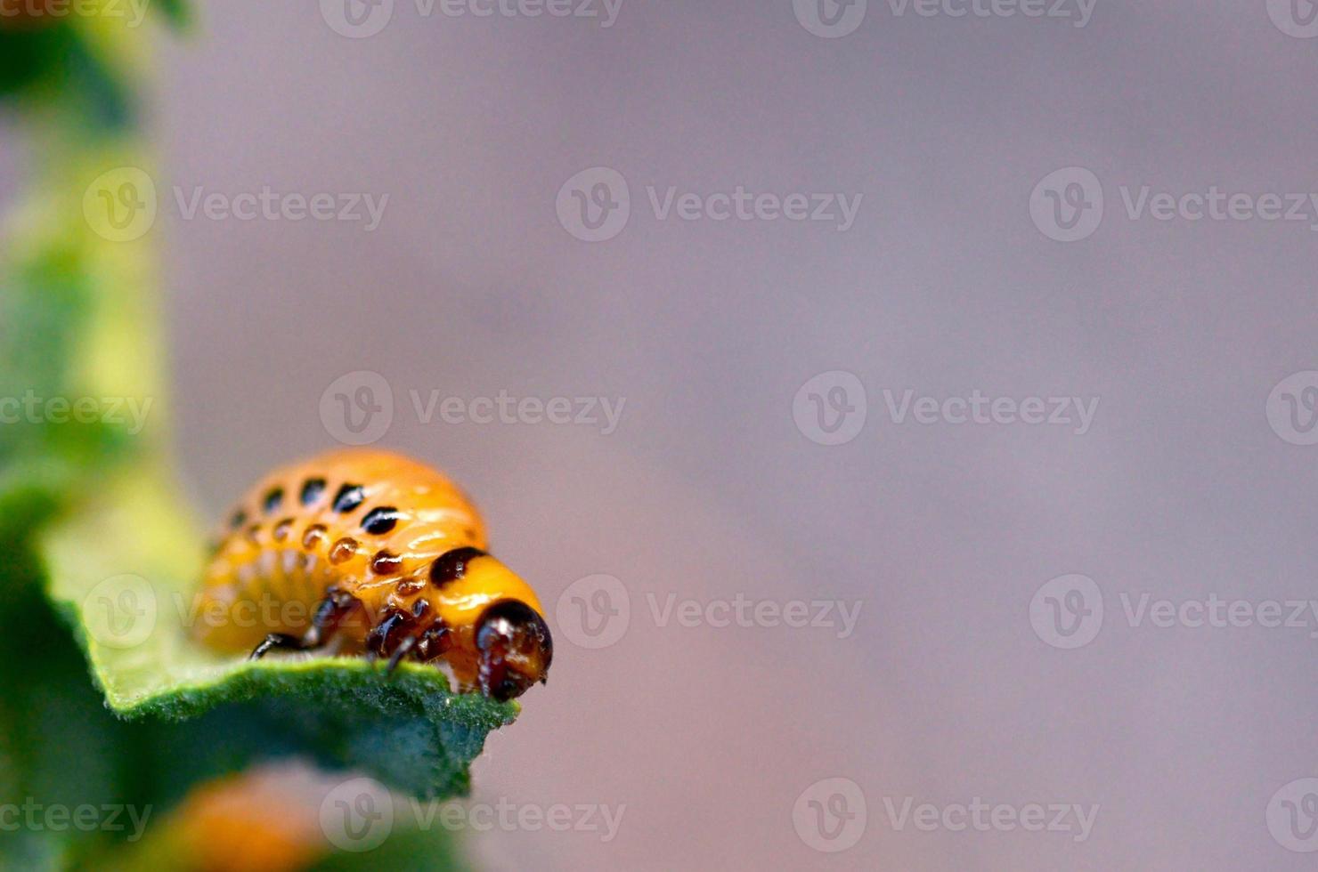 Colorado potato beetle larvae eat leaf of young potato photo