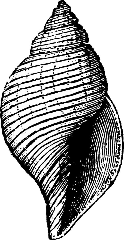 Fasciolario Gastropod, vintage illustration. vector