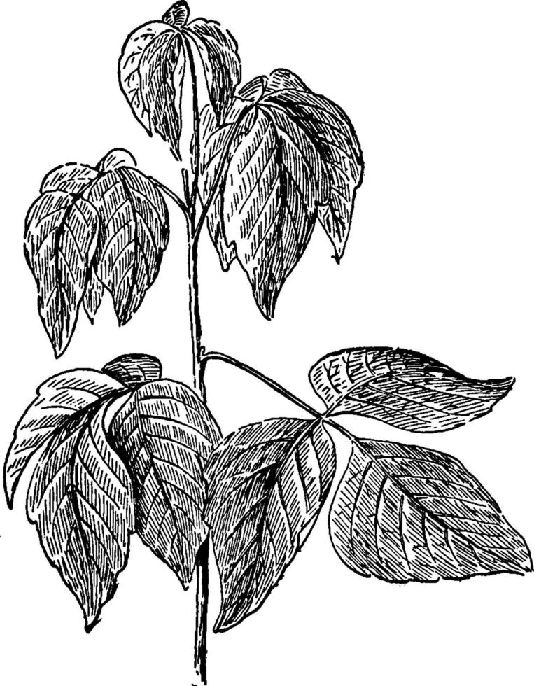 Poison Ivy vintage illustration. vector