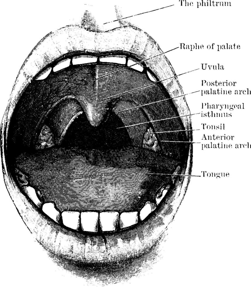 boca mostrando paladar y amígdalas, ilustración vintage. vector