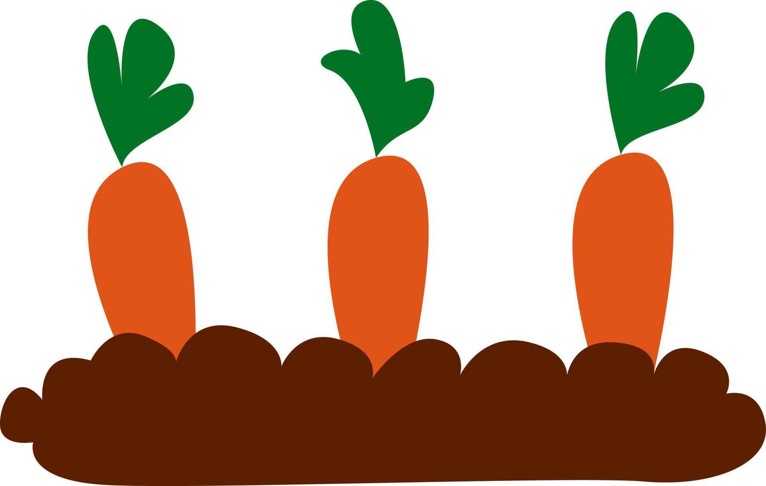 Carrots, illustration, vector on white background.