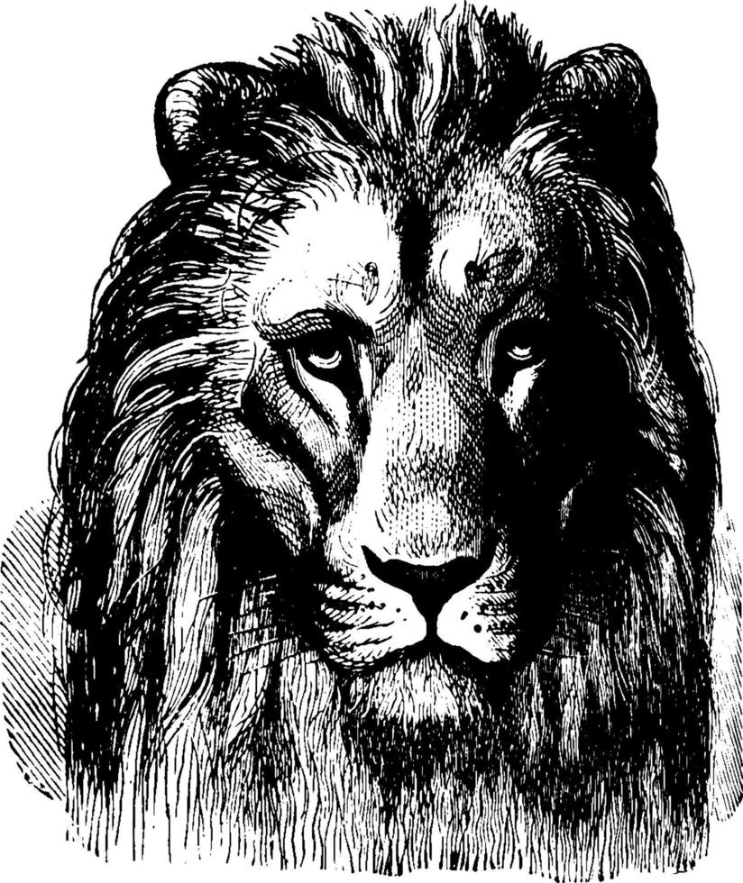 león, ilustración de la vendimia vector