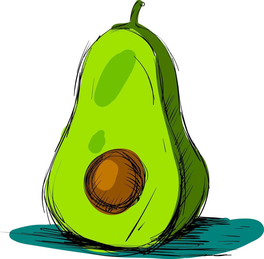 Avocado drawing, illustration, vector on white background.
