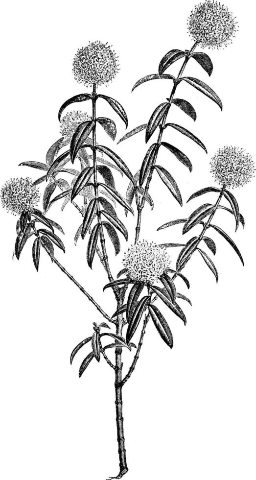Pimelea Ligustrina Hypericina vintage illustration. vector