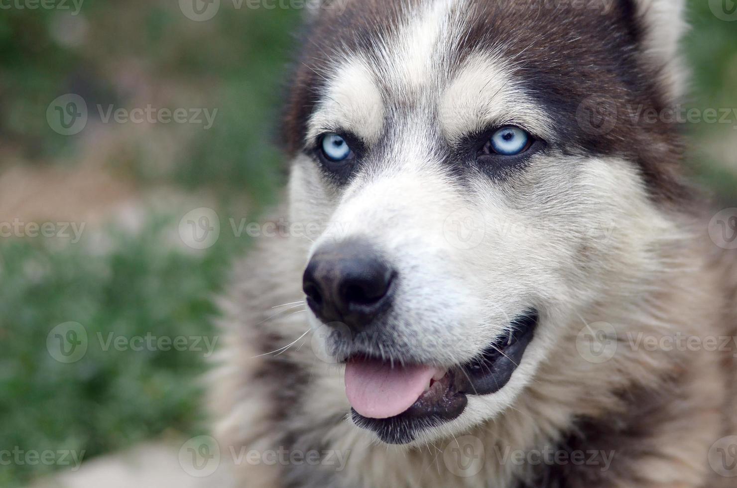 Arctic Malamute with blue eyes muzzle portrait close up. This is a fairly large dog native type photo