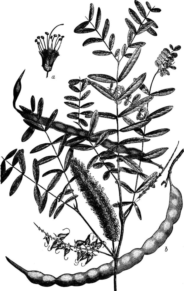 mezquit prosopis juliflora ilustración vintage vector