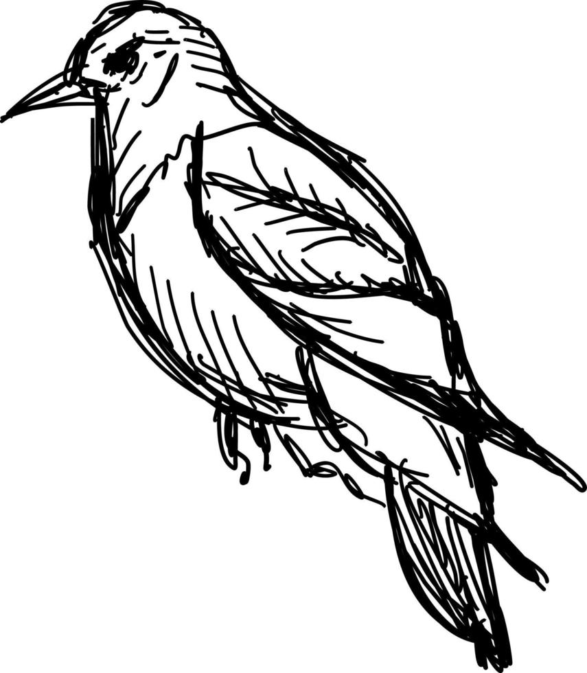 Bird drawing, illustration, vector on white background.