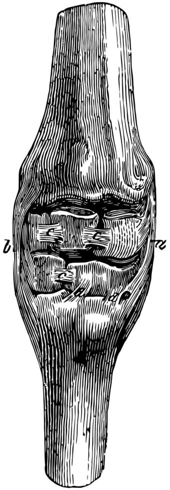 Ligaments of the Carpus, vintage illustration. vector