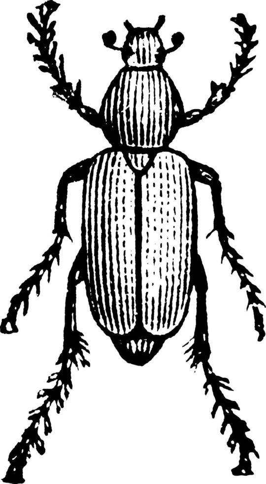 Rose Beetle, vintage illustration. vector