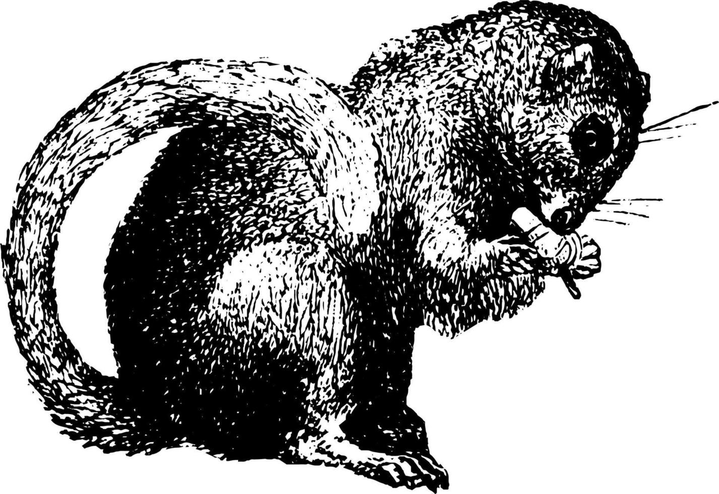 Dormouse, vintage illustration. 13608355 Vector Art at Vecteezy