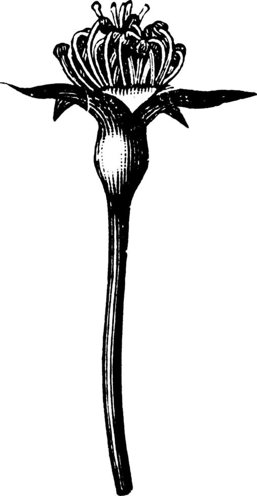 ilustración vintage de capullo de pera bartlett. vector
