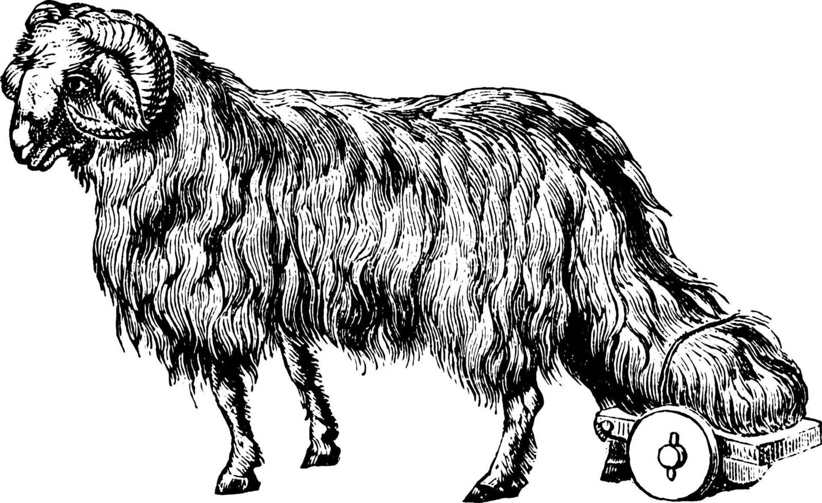 Sheep, vintage illustration. vector