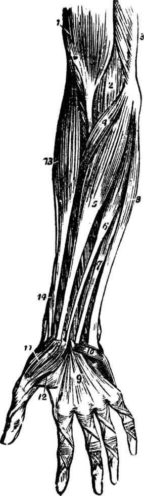 Muscles of Forearm, vintage illustration. vector