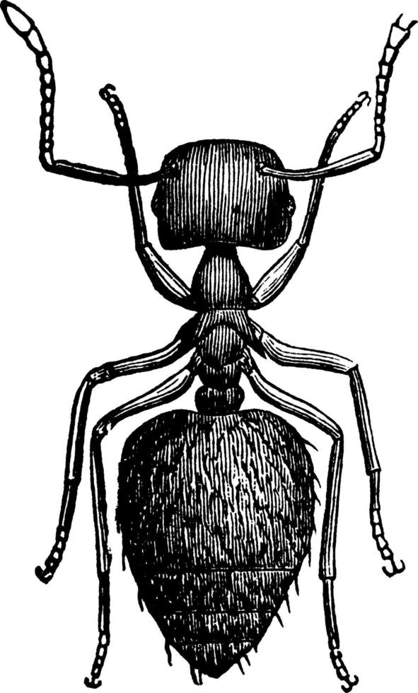 Crematogaster Ant, vintage illustration. vector