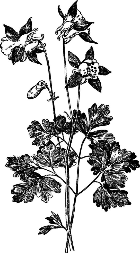 Aquilegia Glandulosa vintage illustration. vector