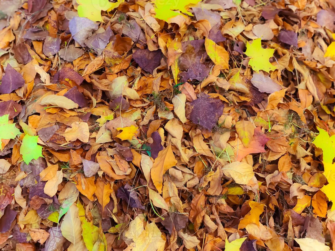 Texture of yellow and red, brown colorful natural fallen autumn different leaves. The background photo