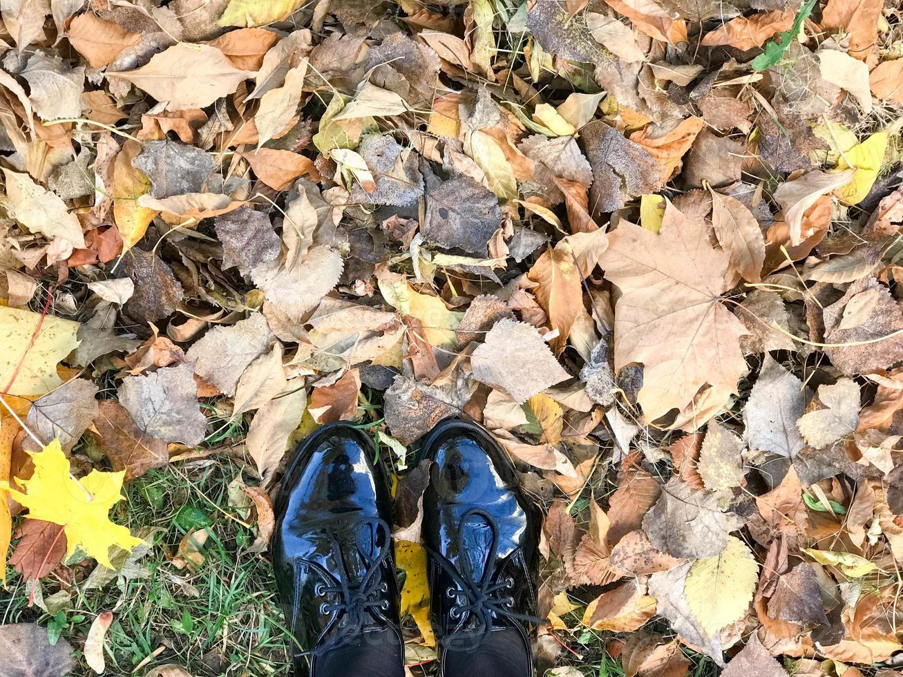 Feet in beautiful black leather smooth glossy shoes on yellow and red, brown colored natural autumn leaves photo