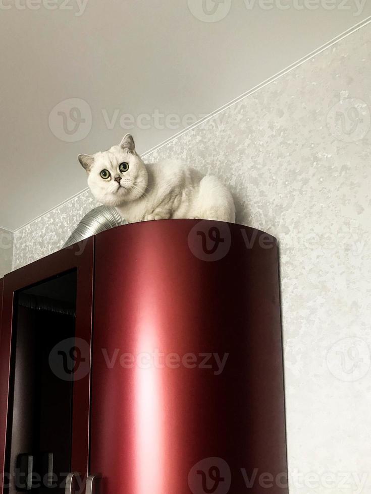 small white kitten sits on top in the red kitchen. a cat with ears and green eyes plays with its owner. the pet is hiding on top of the closet. on a background of gray shiny wallpaper photo